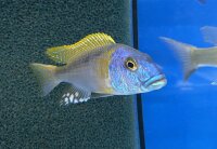 Buccochromis rhoadesi yellow 7-10 cm