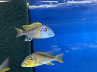 Buccochromis rhoadesi yellow 7-10 cm