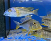 Buccochromis rhoadesi yellow 7-10 cm