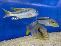 Buccochromis rhoadesi yellow 7-10 cm