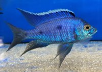 Copadichromis azureus Jalo Reef 7-10 cm