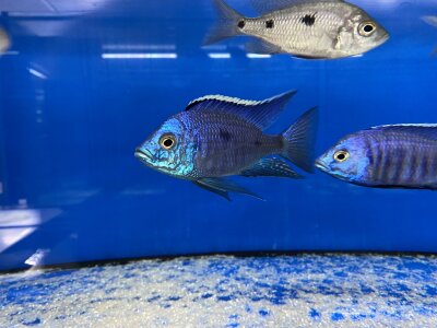 Copadichromis azureus Jalo Reef 7-10 cm