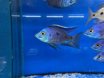 Copadichromis azureus Jalo Reef 7-10 cm
