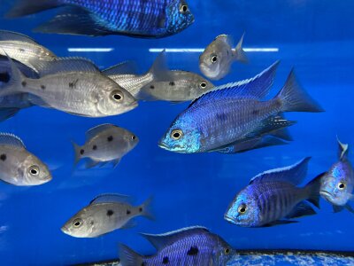 Copadichromis azureus Jalo Reef 7-10 cm
