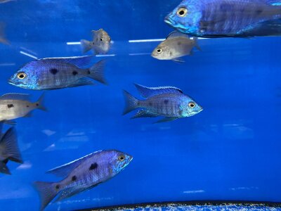 Copadichromis azureus Jalo Reef 7-10 cm