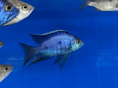 Copadichromis azureus Jalo Reef 7-10 cm