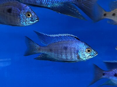 Copadichromis azureus Jalo Reef 7-10 cm