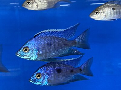 Copadichromis azureus Jalo Reef 7-10 cm