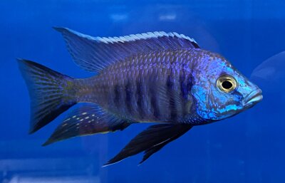 Copadichromis azureus Jalo Reef 7-10 cm