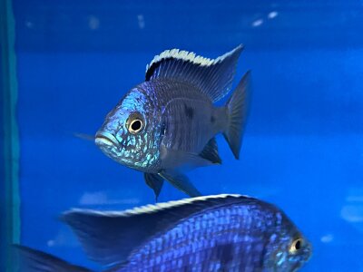 Copadichromis azureus Jalo Reef 7-10 cm