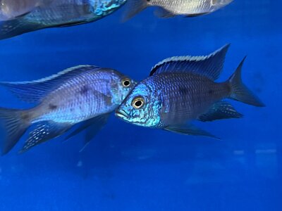 Copadichromis azureus Jalo Reef 7-10 cm