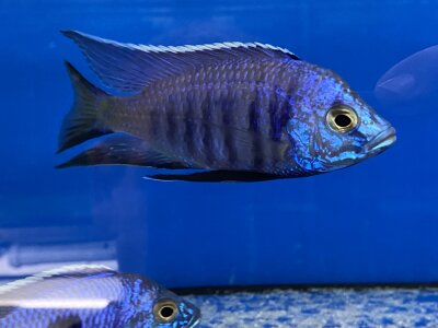 Copadichromis azureus Jalo Reef 7-10 cm