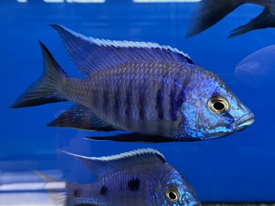 Copadichromis azureus Jalo Reef 7-10 cm