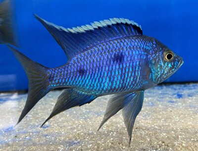 Copadichromis azureus Jalo Reef 7-10 cm