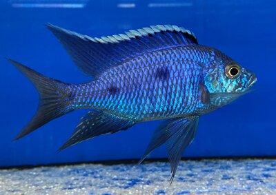 Copadichromis azureus Jalo Reef 7-10 cm