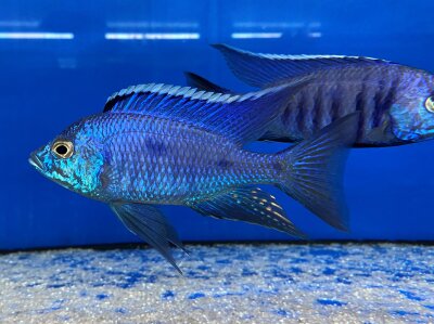 Copadichromis azureus Jalo Reef 7-10 cm