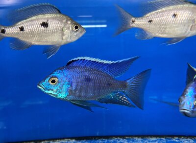 Copadichromis azureus Jalo Reef 7-10 cm