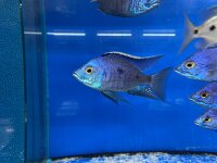 Copadichromis azureus Jalo Reef 7-10 cm