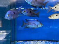 Copadichromis azureus Jalo Reef 7-10 cm