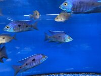 Copadichromis azureus Jalo Reef 7-10 cm