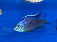 Copadichromis azureus Jalo Reef 7-10 cm