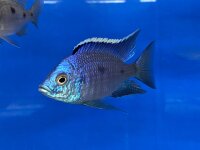 Copadichromis azureus Jalo Reef 7-10 cm
