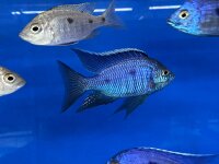 Copadichromis azureus Jalo Reef 7-10 cm