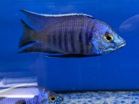 Copadichromis azureus Jalo Reef 7-10 cm