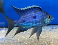 Copadichromis azureus Jalo Reef 7-10 cm