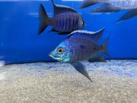 Copadichromis azureus Jalo Reef 7-10 cm