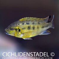 Pseudotropheus williamsi orange blue lips 5-6 cm