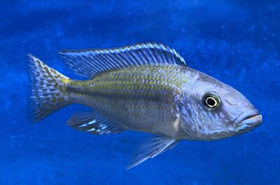 Dimidiochromis kiwinge 7-10 cm