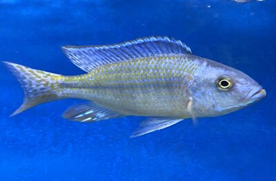 Dimidiochromis kiwinge 7-10 cm