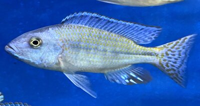 Dimidiochromis kiwinge 7-10 cm