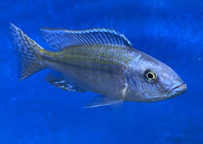 Dimidiochromis kiwinge 7-10 cm