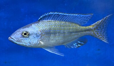 Dimidiochromis kiwinge 7-10 cm