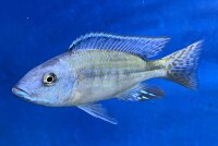 Dimidiochromis kiwinge 7-10 cm