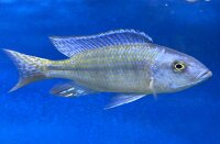 Dimidiochromis kiwinge 7-10 cm