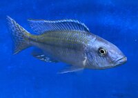 Dimidiochromis kiwinge 7-10 cm