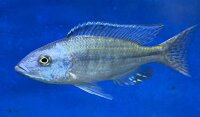 Dimidiochromis kiwinge 7-10 cm