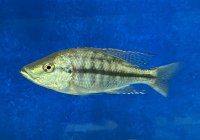 Dimidiochromis strigatus 12-14 cm