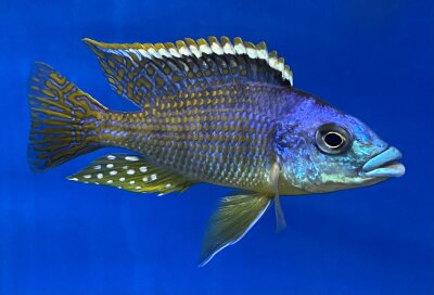 Eclectochromis ornatus Tanzania 10-13 cm