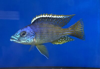 Eclectochromis ornatus Tanzania 10-13 cm