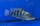Fossorochromis rostratus 7-9 cm