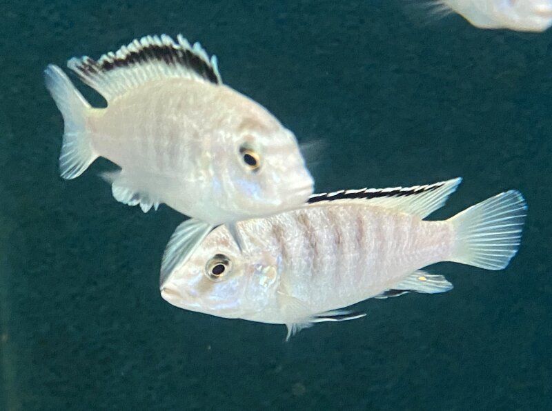 Labidochromis caeruleus white Nkali 5-8 cm
