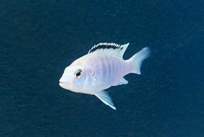 Labidochromis caeruleus white Nkali 5-8 cm