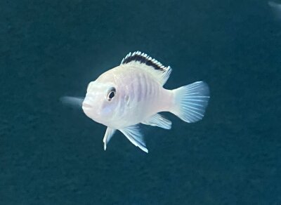Labidochromis caeruleus white Nkali 5-8 cm