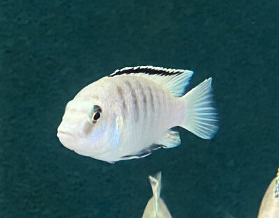 Labidochromis caeruleus white Nkali 5-8 cm