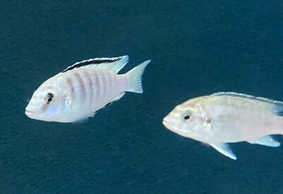 Labidochromis caeruleus white Nkali 5-8 cm