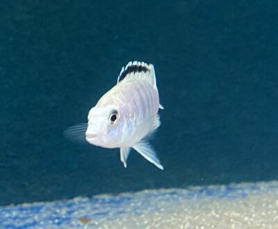 Labidochromis caeruleus white Nkali 5-8 cm